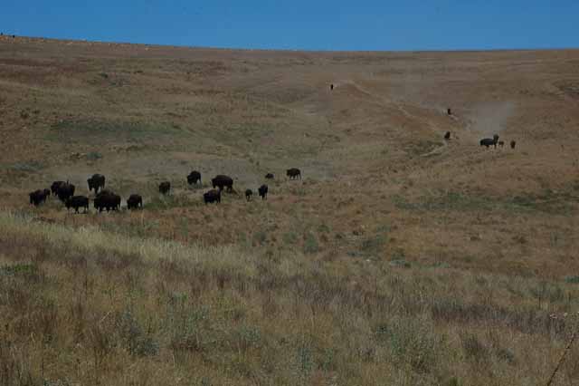 bison head down the hill